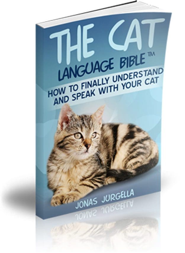 cat language
