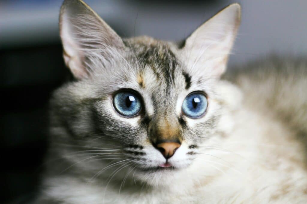types of cats with blue eyes