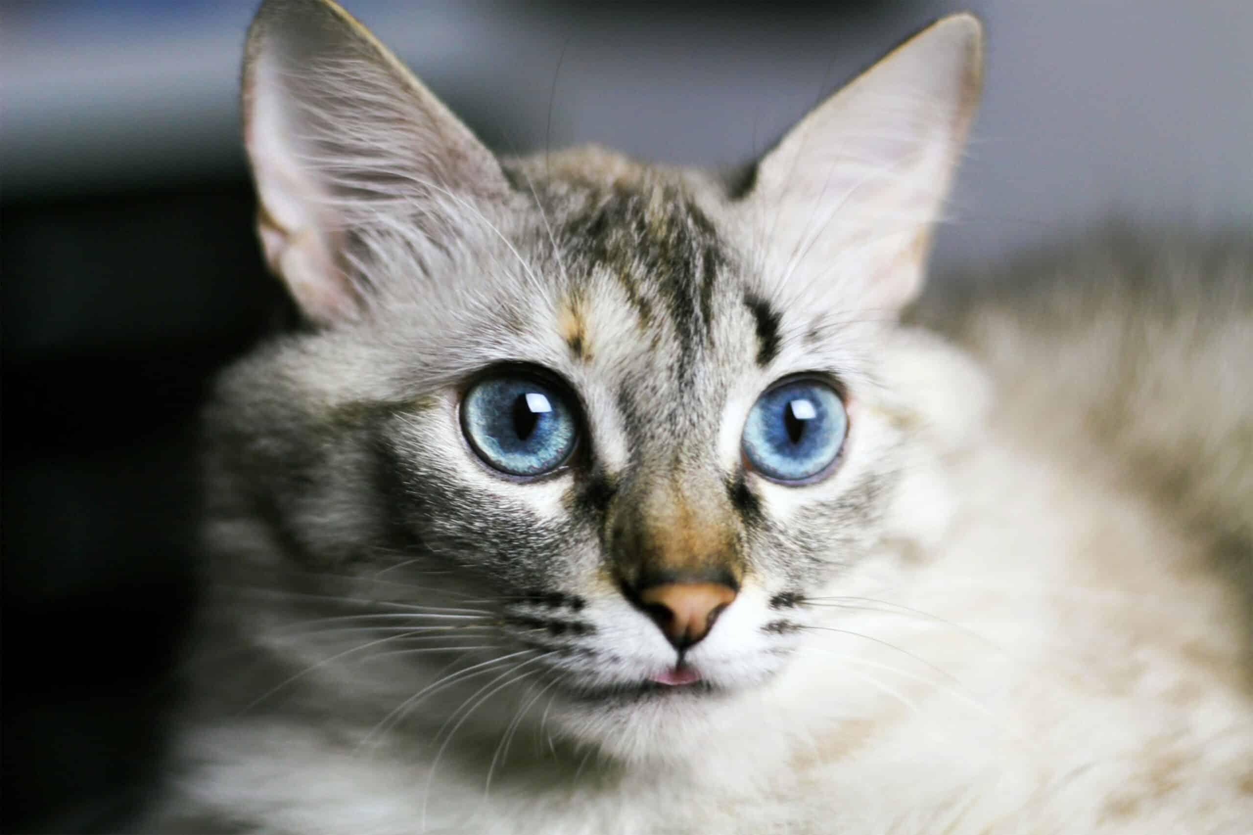 types of cats with blue eyes